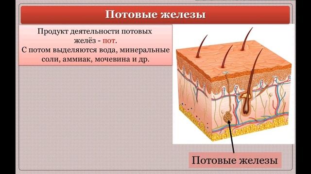 9 класс. Биология. Строение и функции кожи