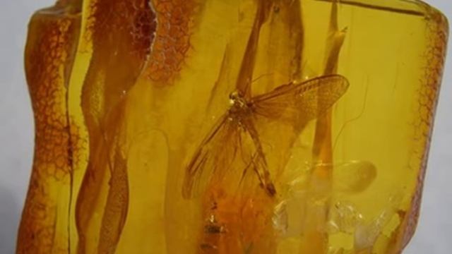 Насекомые в Янтаре. смотреть онлайн