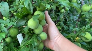 Слива Зеленый Ренклод - Супер ранняя слива!