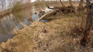 Р. Веля. Фидер. Рыбалка в подмосковье