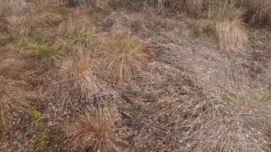 Осенние ендовы