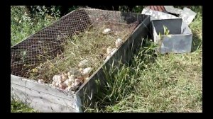 Загон для птицы!!!Старый русский метод!!!