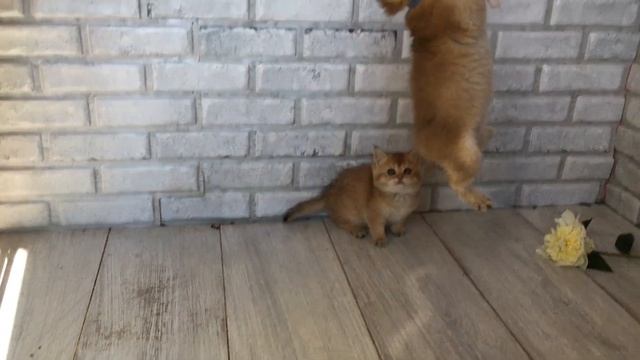 Британские котята золотые шиншиллы