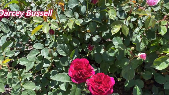 David Austin Rose and Weeks Rose Update! 🌹🥀 смотреть онлайн