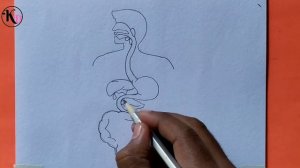 How to draw diagram of human digestive system easily - step by step