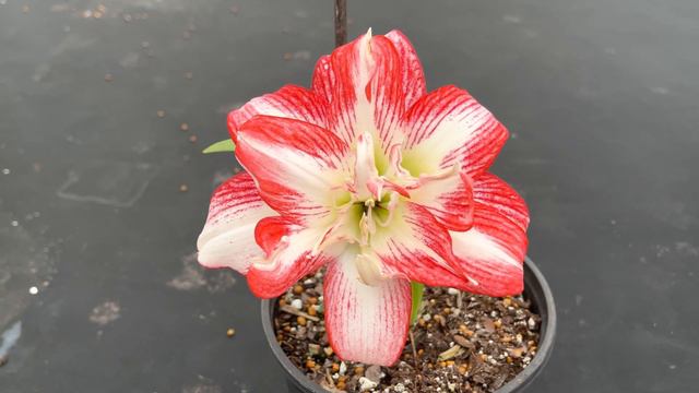 Maguires My Valentine Hippeastrum/Amaryllis winter flower смотреть онлайн
