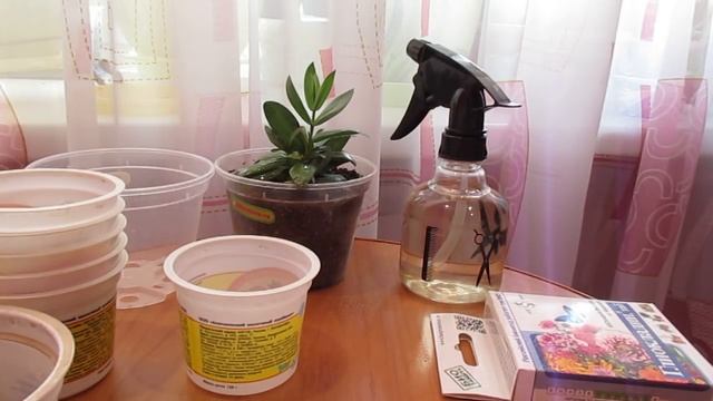 Готовлю эустому к пересадке смотреть онлайн