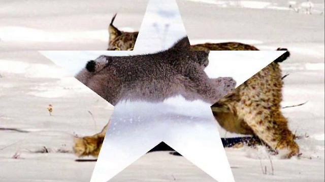 Рысь на охоте!песня смотреть онлайн