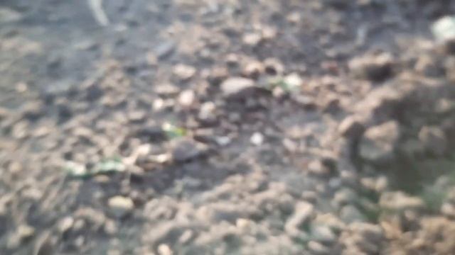 КЛУБНИКА, РАЗМНОЖЕНИЕ УСАМИ. #клубникаразмножение№ смотреть онлайн