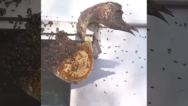 Медовый канюк