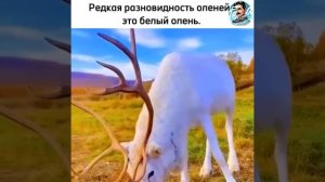 Белый олень