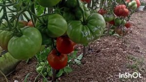 Томатные гномы в теплице: Сладкая Жар-птица, Темная галактика, Король Арамис, Морщинистая ночь