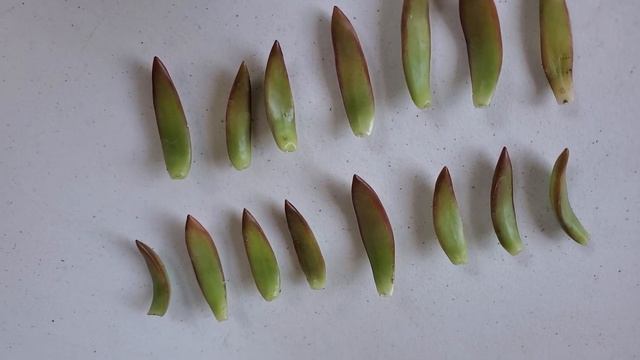 How To Easily Propagate Any Succulent! | Growing Succulents From Their Leaves смотреть онлайн
