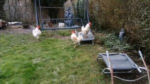 Петух нападает на петуха, из-за того, что он кукарекает🤣