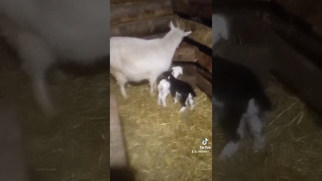 Коза оккатилась смотреть онлайн