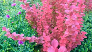 КЛУМБЫ ВО ВЪЕЗДНОЙ ЗОНЕ ОСЕНЬЮ. ОРЕХ ИЗВИЛИСТЫЙ. БАРБАРИС ОРАНЖ РОКЕТ. ХОСТЫ. СПИРЕИ. ГОРТЕНЗИИ.