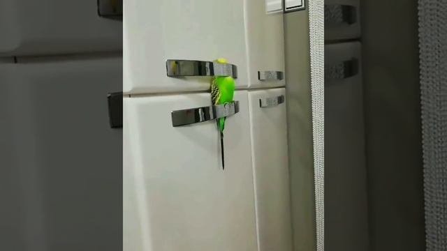 волнистый попугай