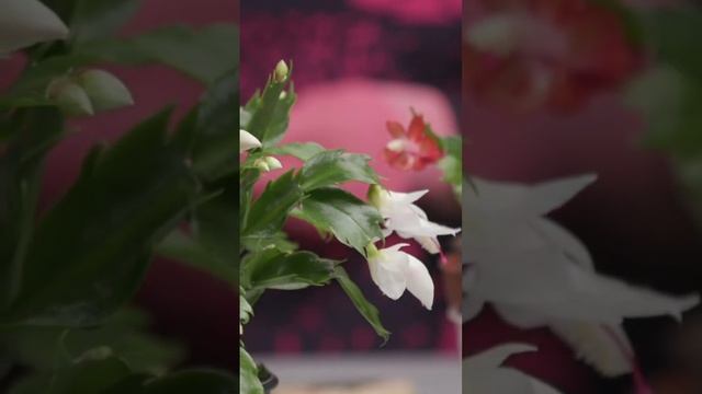 Почему декабрист не цветёт смотреть онлайн