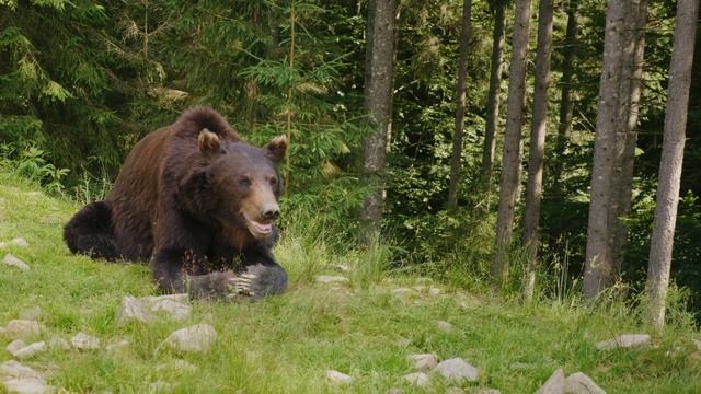 Медведь подошел к грибнику. Сложно поверить в то, что произошло дальше! смотреть онлайн