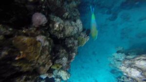 Египет мурена