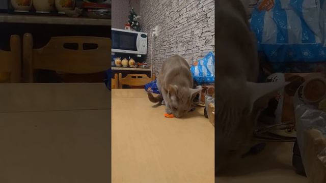Котики  ориенталы. Больше ни один кот в мире так не умеет!
