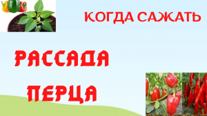 Когда сажать перец на рассаду Сроки посадки перца для каждого региона Не торопитесь и не опоздайте