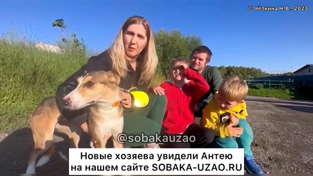 СПАСЕННАЯ АНТЕИ ИЗ ПРИЮТА «Щербинка» УЕХАЛА ДОМОЙ! Проект Собака Юзао смотреть онлайн