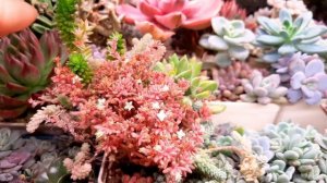 Суккулентные садики. Что нужно знать?     Часть 1.