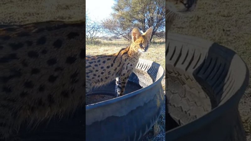 Сервал в кормушке. Serval in a horse feeder.