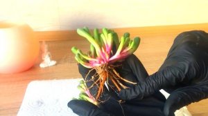 ФЕНЕСТРАРИЯ. Пересадка и полезные советы. Fenestraria