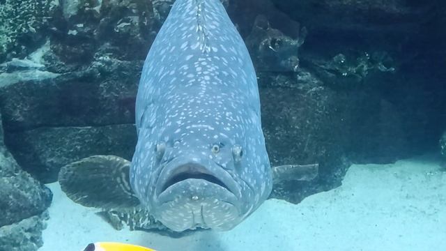 Сколько рыб можно поместить в аквариум смотреть онлайн