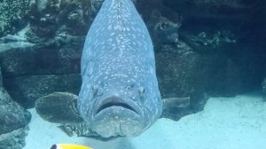 Сколько рыб можно поместить в аквариум