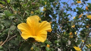 Gumamela/Hibiscus Plant(yellow flower)