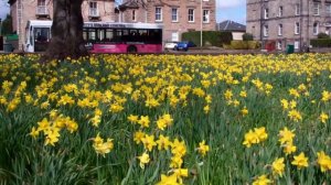 Daffodils King James Place Perth Perthshire Scotland