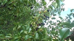 Июль время собирать магалебскую вишню для прививки черешни.