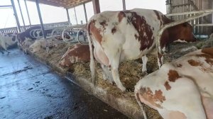 Нет грязных коров в правильных боксах