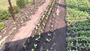 Астра СЕРЕНАДА . Начало выращивания.