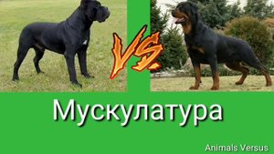 Ротвейлер против Кане корсо