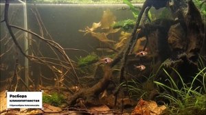 5 самых маленьких рыбок для аквариума с живыми растениями. Часть 1