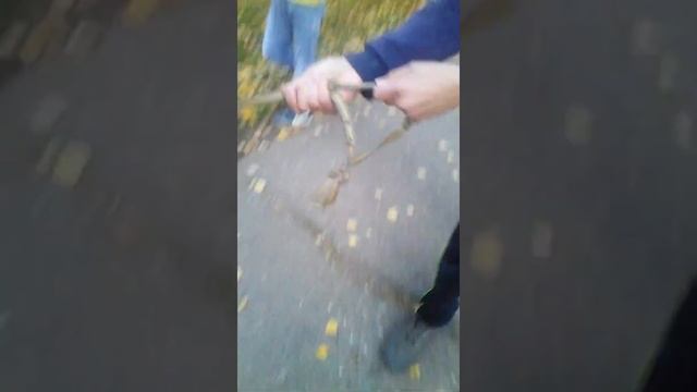 Влог:Здоровый пес смотреть онлайн