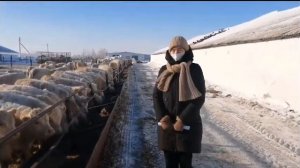 молодые бычки аулиекольской породы   морозным утром в Казахстане.