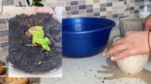 Как вырастить АВОКАДО и манго ИЗ КОСТОЧКИ