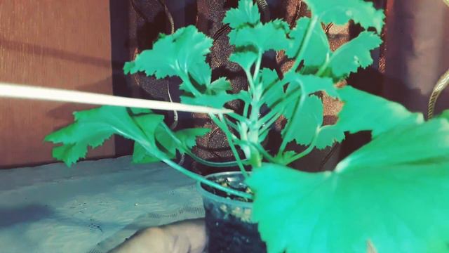 ПРИЩИПКА КОРОЛЕВСКОЙ ПЕЛАРГОГИИ. КАК ЭТО СДЕЛАТЬ И ЗАЧЕМ ОНА НУЖНА? смотреть онлайн