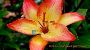 Лилия азиатская Коста-дель-Соль (costa-del-sol) ? обзор: как сажать, луковицы лилии Коста-дель-Соль