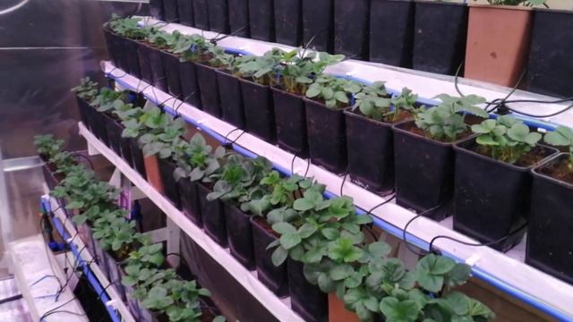 Обработки клубники от болезней и вредителей. смотреть онлайн