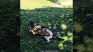 Я и мой пёс М Radio ????❤️??