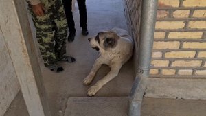 Чабан и его верная Гоюнчи!