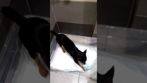 Как приучить щенка чахуахуа к туалету!