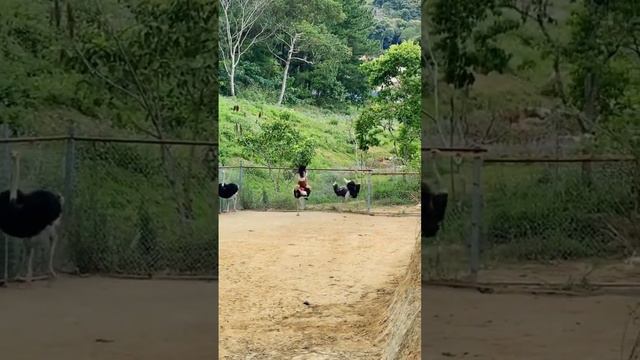 Girl riding an ostrich #shorts #ostrich