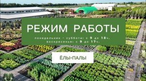 Режим работы садового центра ЁЛЫ ПАЛЫ